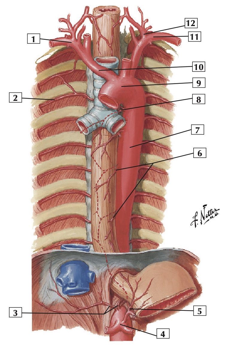 thoracic aorta.jpg
