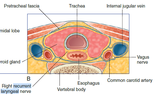 thyroid relative to RLN.png