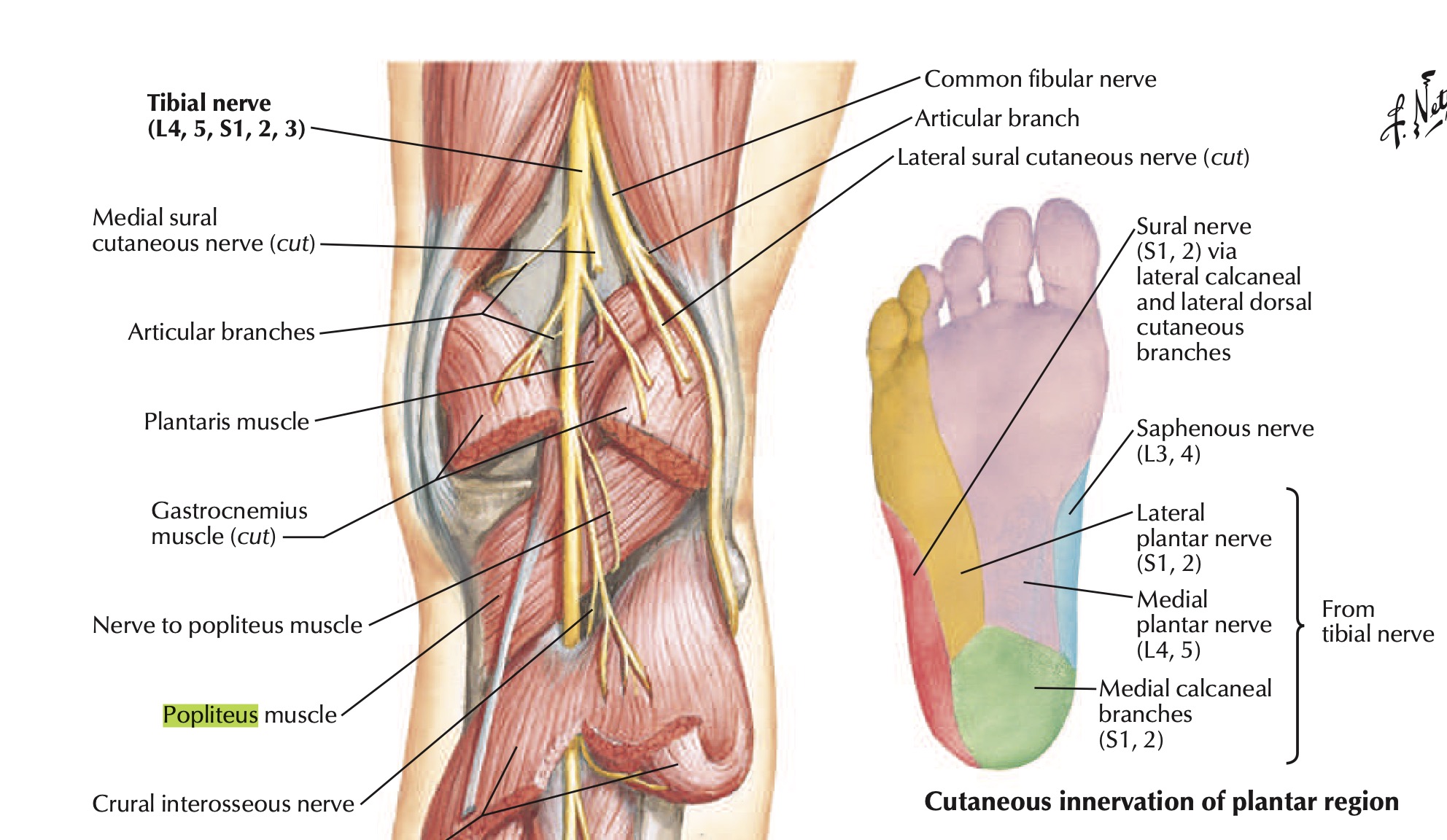 tibial nerve course netters.jpg