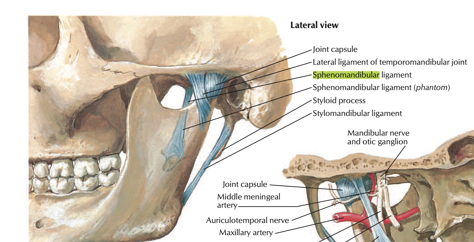 TMJ ligaments netters.jpg
