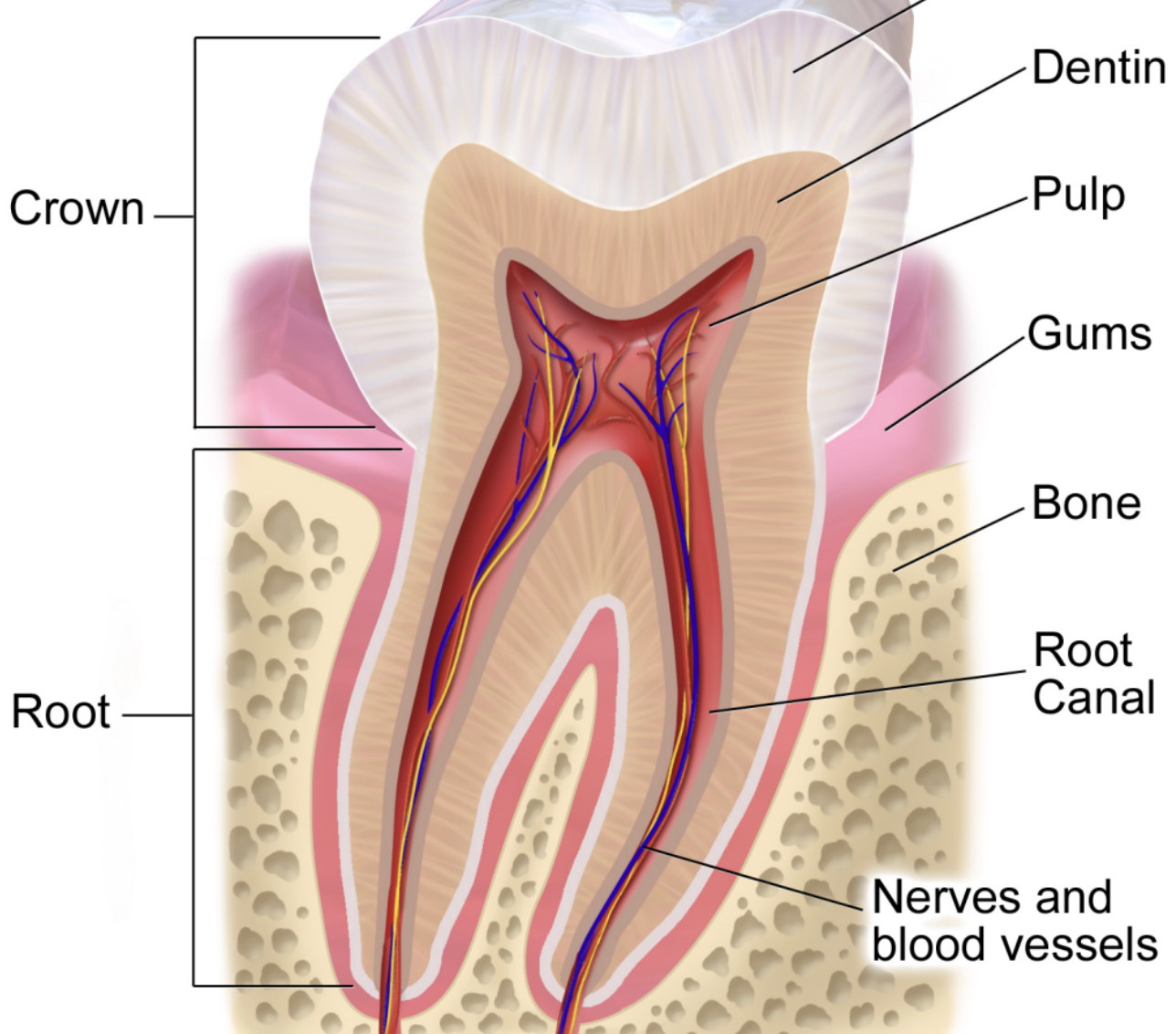 tooth x section.jpg