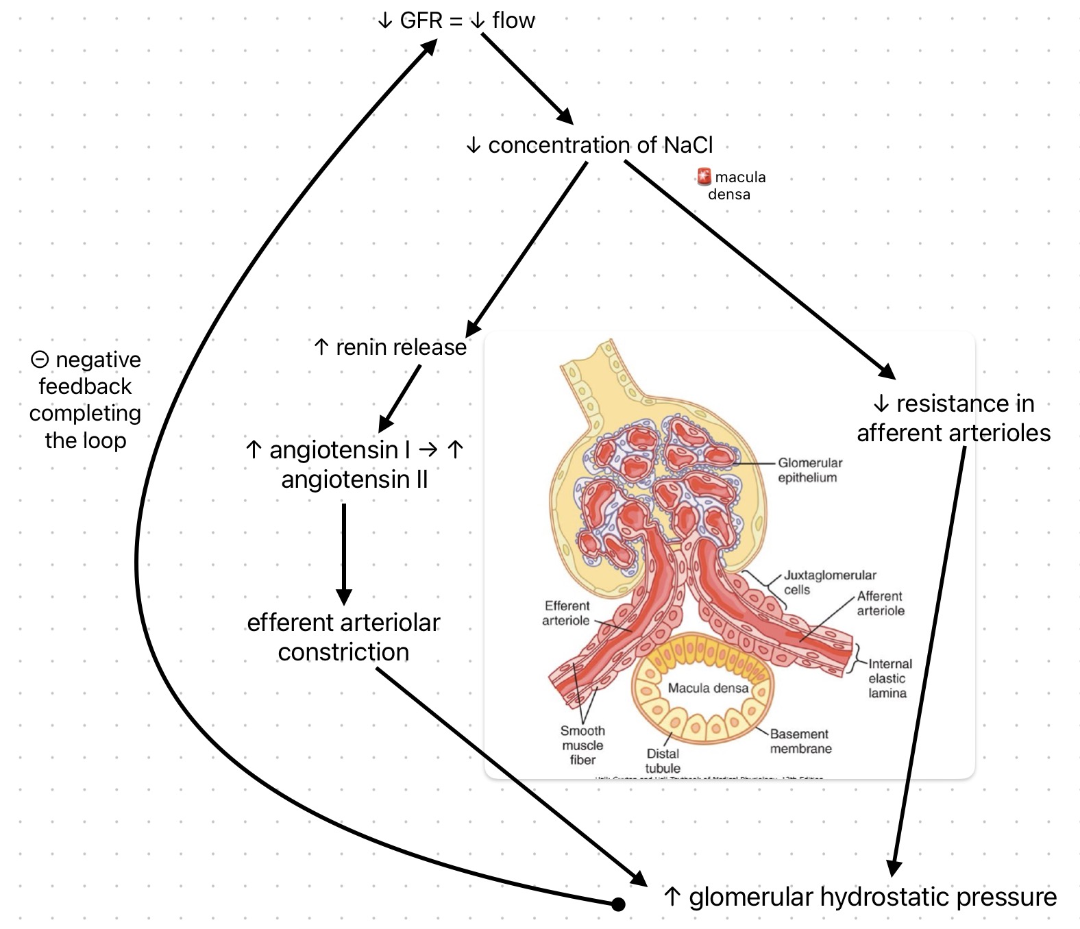 tubuloglomerular feedback diagram.jpg