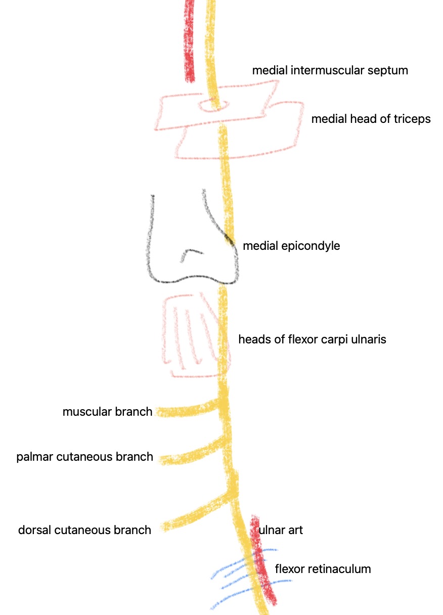 ulnar nerve.jpg