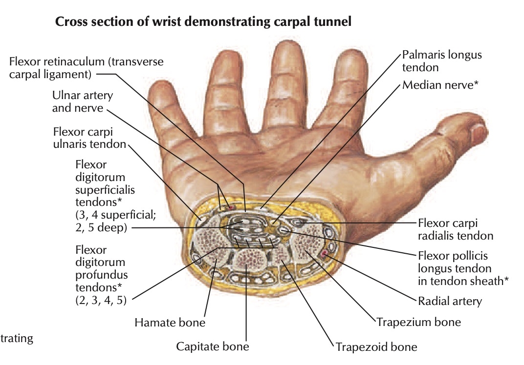 wrist cross section netters carpal tunnel.jpg